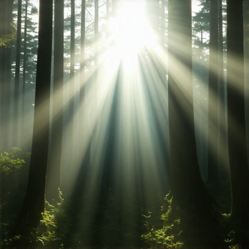 Bosque tranquilo con luz solar que representa la percepción de signos naturales
