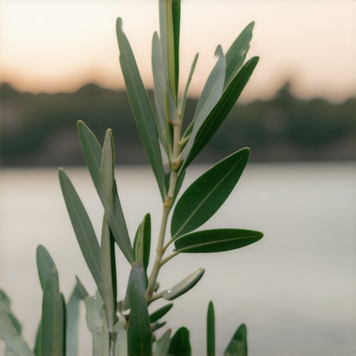 Close-up of olive branch symbol representing peace and protection